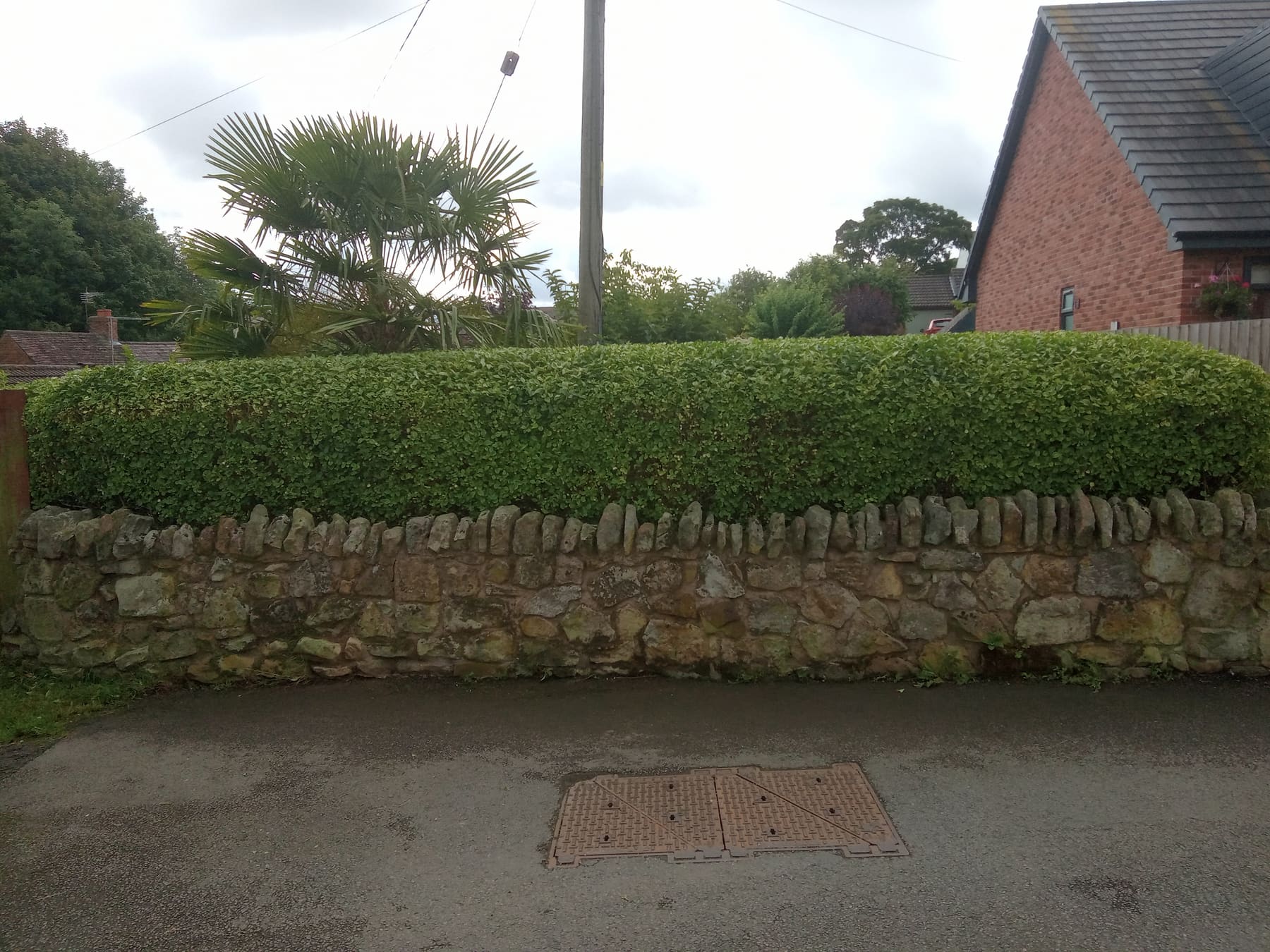 Trimmed hedge along a stone wall boundary
