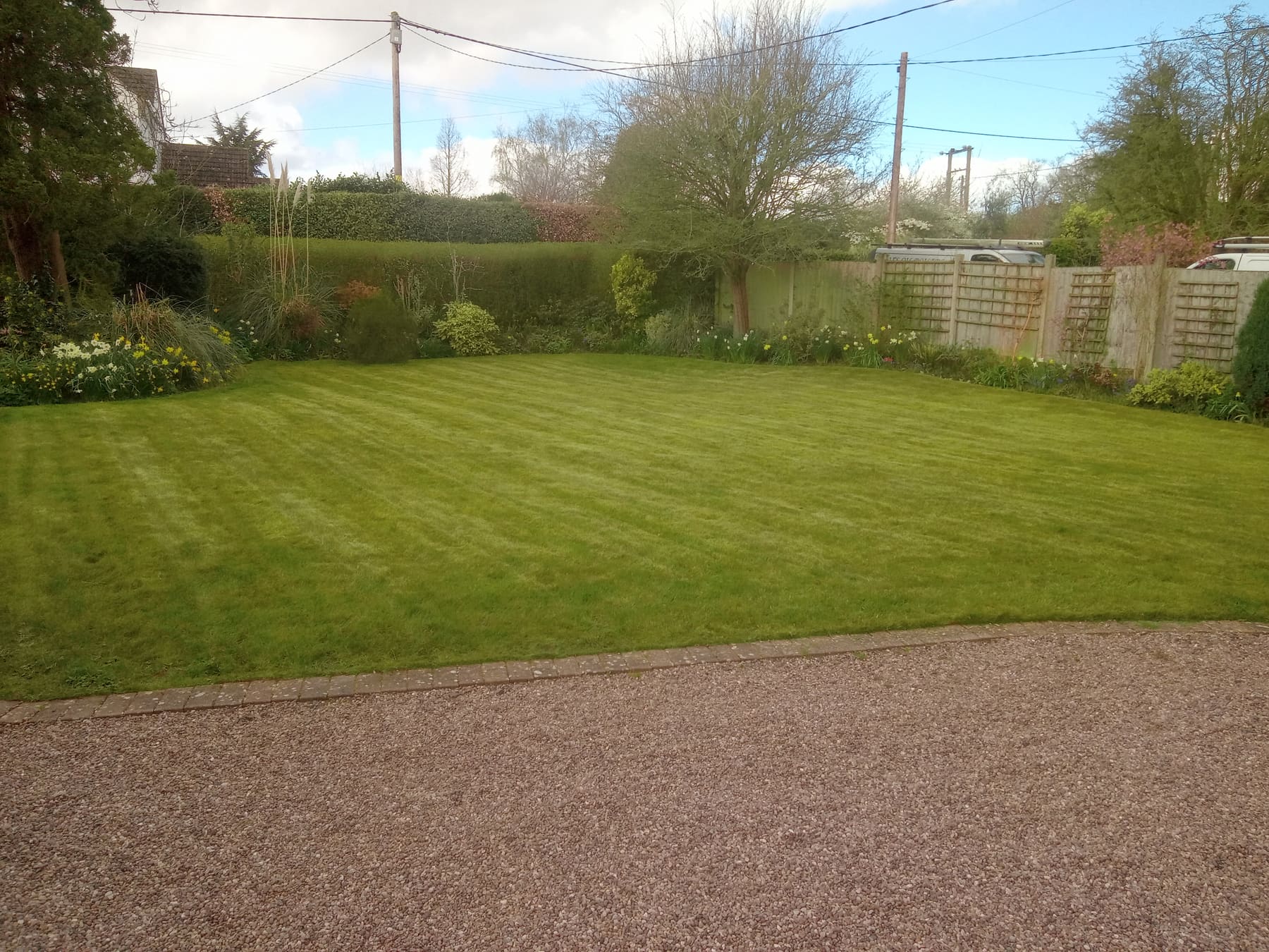 Freshly striped lawn bordered by spring daffodils